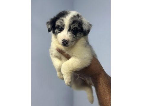 Dünyanın en akıllı köpekleri