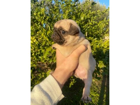 Hamburger surat gül kuyruk pug yavrular