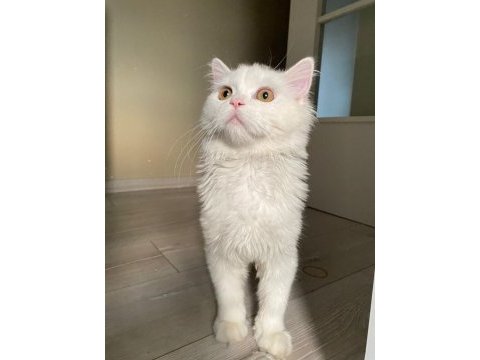 8 aylık erkek british longhair