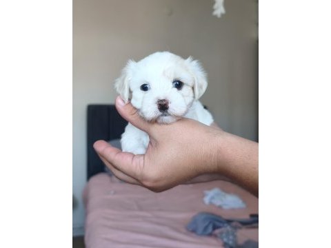 Safkan 0 numara mini boy maltese terrier yavrular