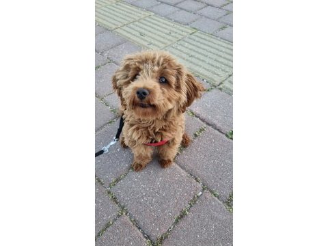 6 aylık maltipoo kızımız tarçın