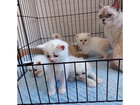 British shorthair