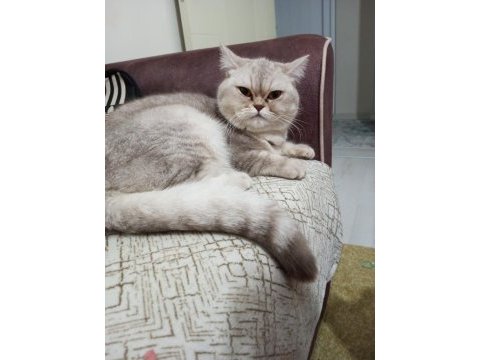 British longhair kedim