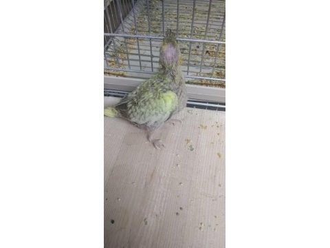 El besleme sultan papağanı bebeler