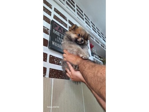 Orjinal pomeranian boo
