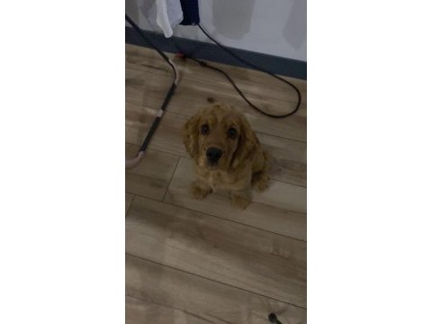 4 aylık erkek yavru american cocker