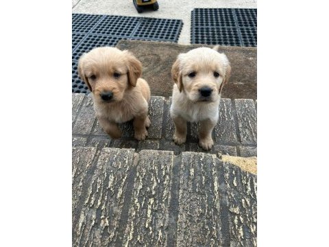 Golden retriever yavrular baby face