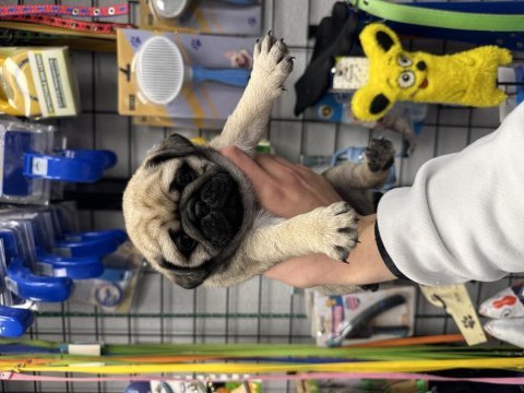 Safkan pug mops yavrular