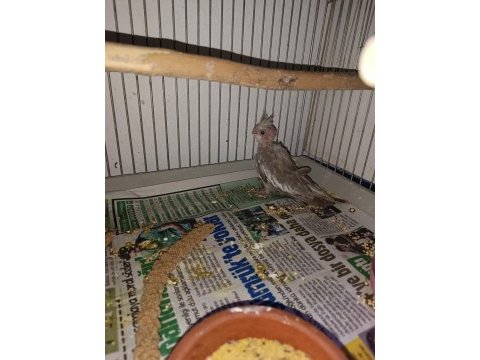 Yeni 40 günlük bebek sultan papağanlar