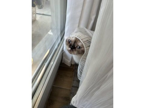 1 yaşında kıvrık kulaklı exotic shorthair