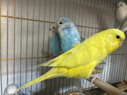 Jumbo muhabbet kuşu yavruları yeni yeme düşmüş