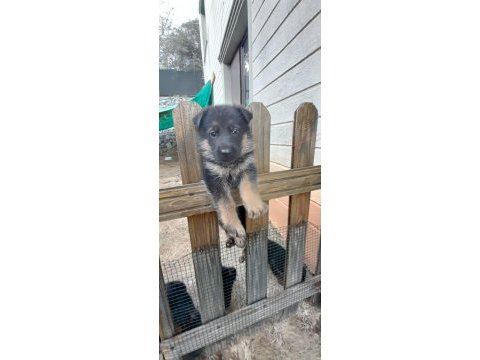 Alman çoban köpeği yavruları