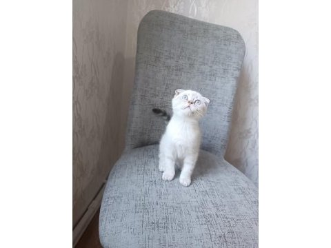 Scottish fold blue point erkek yavrumuz