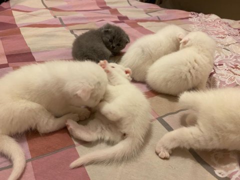 Safkan scottish fold yavrularımız yeni sahibini bekliyor