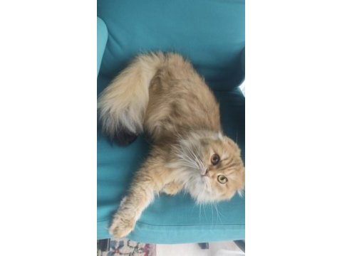 Sahiplendirilecek scottish fold 2 yaşında