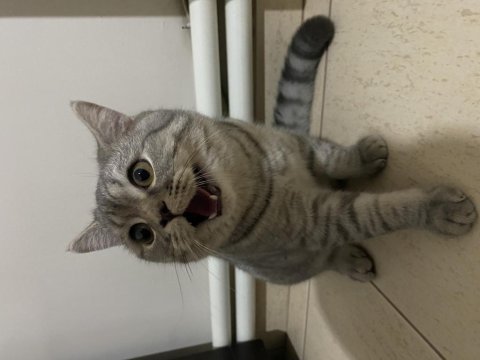 British shorthair 10 aylık