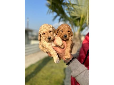 Toy poodle çikolatalar