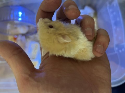 Bebek teddy bear hamsterlar