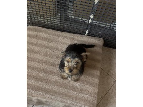 Safkan yakışıklı köpeğimiz