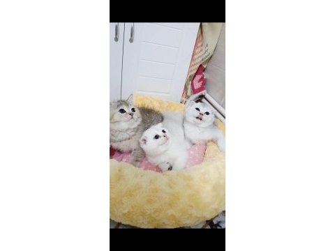 Safkan a kalite scottish fold bebeklerim