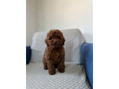 Kore red brown safkan toy poodle köpekler