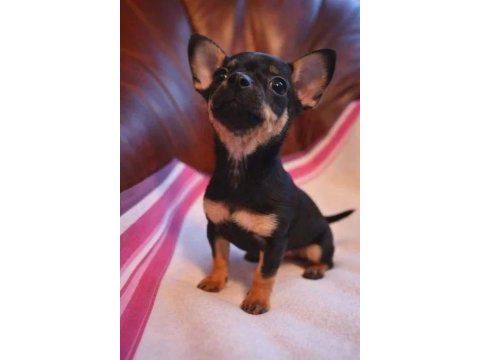A kalite pinscher yavrularımız