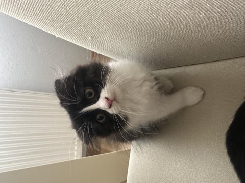 Minik yavrularımız scottish fold