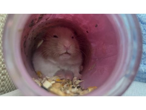 Suriye hamsteri