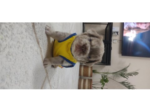 French bulldog egzotik yavrular