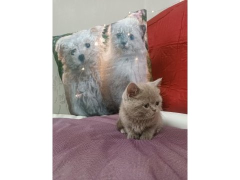 British shorthair lilac yavrumuz