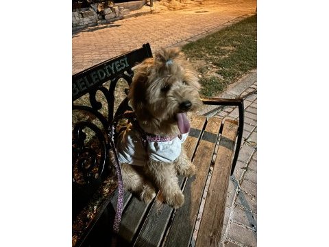 Maltipoo sahiplendirmeli 6 aylık