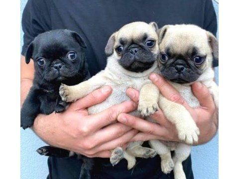 Pug yavrularımız yeni ailesini bekliyor