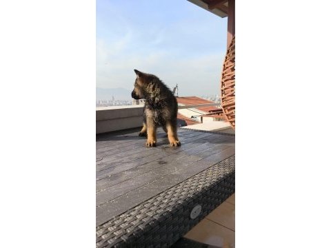 Alman kurdu yavruları