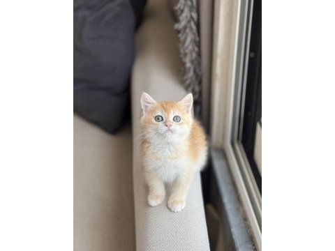 Ayı surat british shorthair güzel bebeklerim
