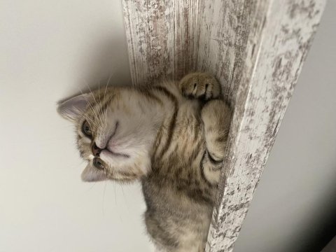 British shorthair