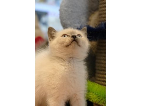 British shorthair yavrularımız teslime hazır