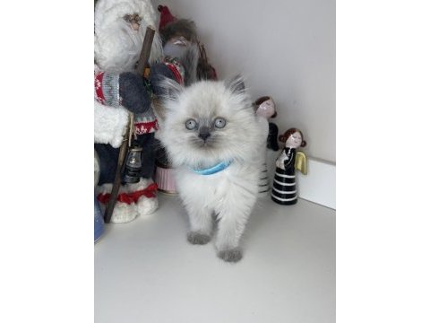 Safkan british longhair yavrularımız