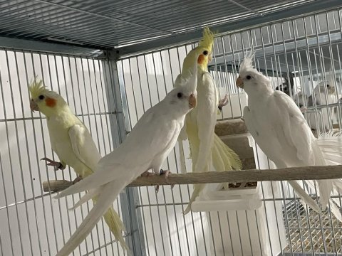 Her çeşit yavru sultan papağanını bulabileceğiniz adres