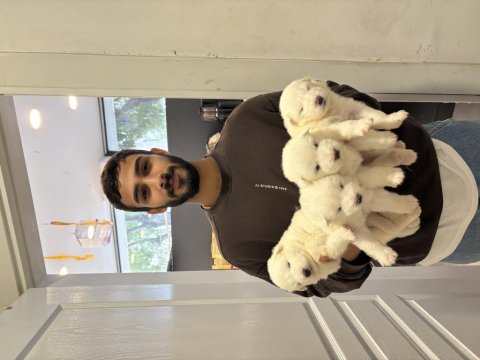 Samoyed yavruları rezerveye açıktır
