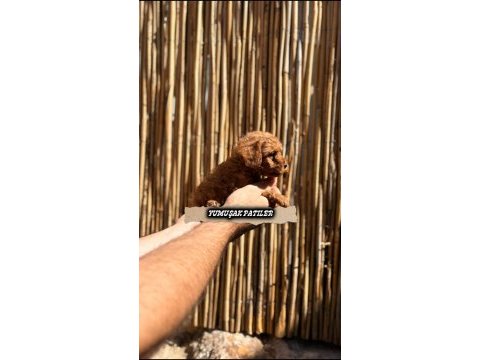Red brown toy poodle yavrular