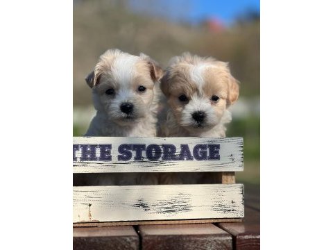 Erkek maltipoo yavrumuz