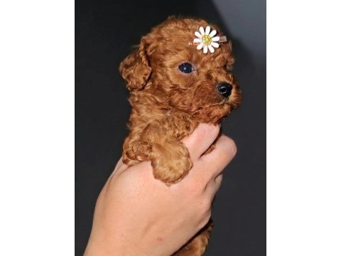 A kalite garantili toy poodle yavrular