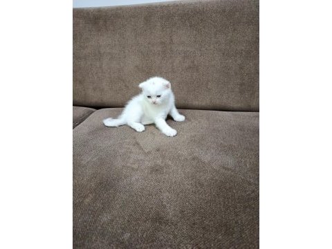 2 aylık scottish fold