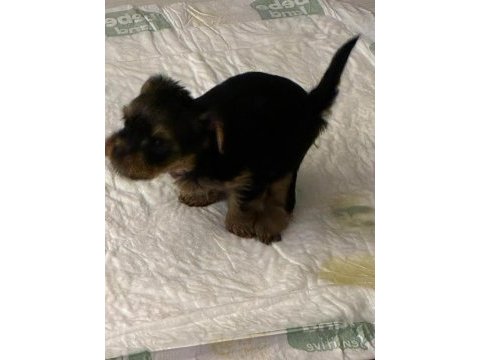 30 mart doğumlu yorkshire terrier kızlar