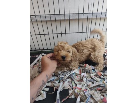 F1 maltipoo poodle kalitesinde