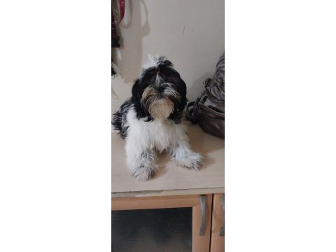 Shih tzu hipoalerjik