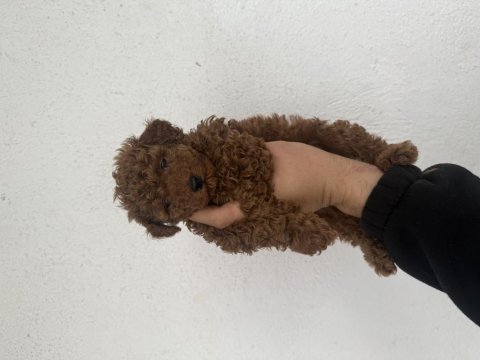 Kore teddy poodle red brown lekesiz