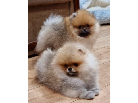 Dünya tatlısı pomeranian yavruları