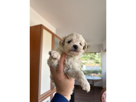0 numara maltipoo