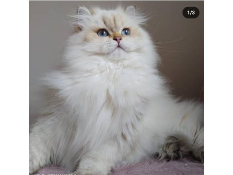 British longhair üretim şecereli dişi
